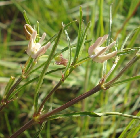 Brachystelma franksiae subsp. franksiae leaves